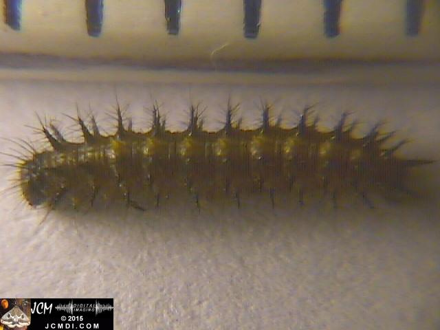 Chalcedon Checkerspot (Euphydryas chalcedona) tiny 2nd instar larvae